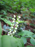 �t�^���V�Y�J