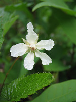 �ӂ��Ƃ���