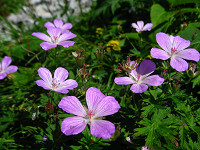 �n�N�T���t�E��