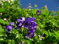 �^�e���}�g���J�u�g