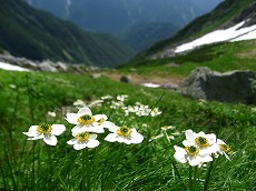 �n�N�T���C�`�Q