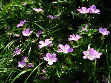 �n�N�T���t�E��