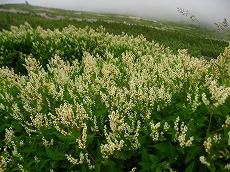 �E�Y���~�@���ʒ��~