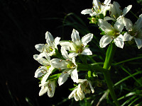 �C���C�`���E