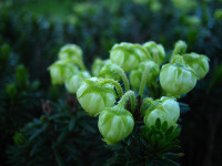 �A�I�m�c�K�U�N��