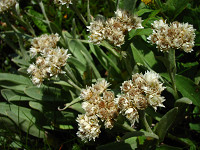 �^�J�l�E�X���L�\�E