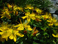 �C���I�g�M��