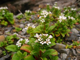 �n�}�{�b�X�i�����炻���ȁj