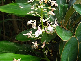 �A�I�m�N�}�^�P�����i���傤���ȁj