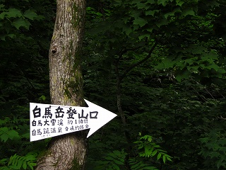 大雪渓は、林道を奥まで行きます。(笑)